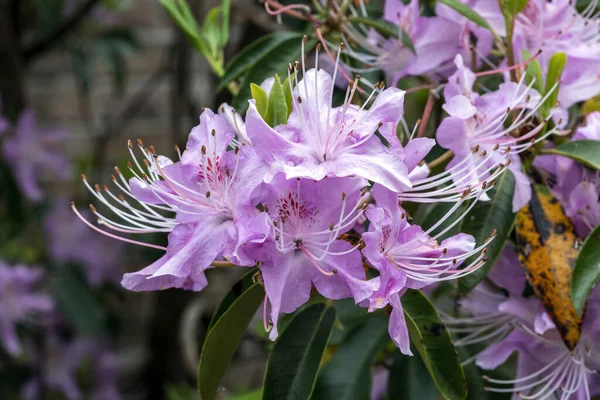 Rhododendron yunnanensis Pembesi, bahar sonlarında çiçek açan bir çalılık bitkisine Yunnan rhododendron olarak da bilinen pembe bir bahar çiçeği yerleştirdi.                               