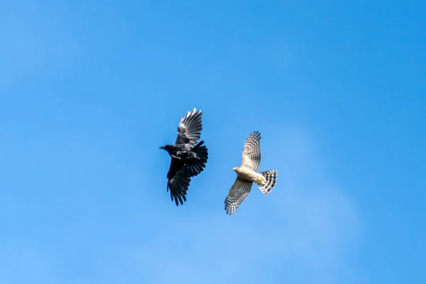 Sperber Accipiter Nisus Ein Greifvogel Flug Der Eine Dohlenkrähe Corvus — Stockfoto