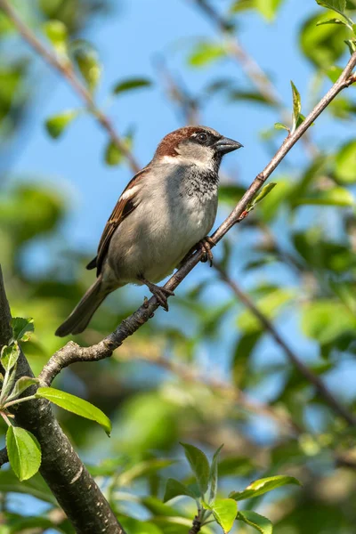 Hedge Sparrow Dunnock Prunella Modularis Bird Perched Tree Branch Which — Stock Fotó