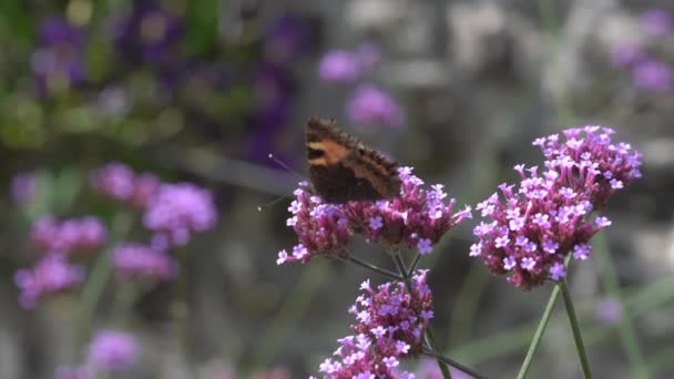 Tortoiseshell Butterfly Aglais Urticae Feeding Purple Verbena Bonariensis Flower Plant — Vídeo de Stock