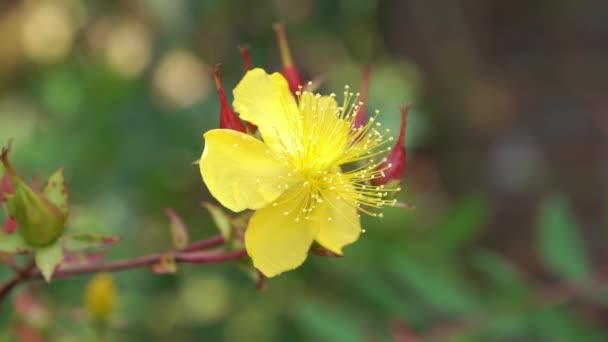 一般的には うつ病ビデオ映像クリップを治療するために漢方薬で使用される黄色の花の低木であるSt John Wortとして知られている高カリウムコヨーテ — ストック動画