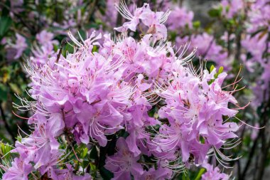 Rhododendron yunnanensis Pembesi, bahar sonlarında çiçek açan bir çalılık bitkisine Yunnan rhododendron olarak da bilinen pembe bir bahar çiçeği yerleştirdi.                               