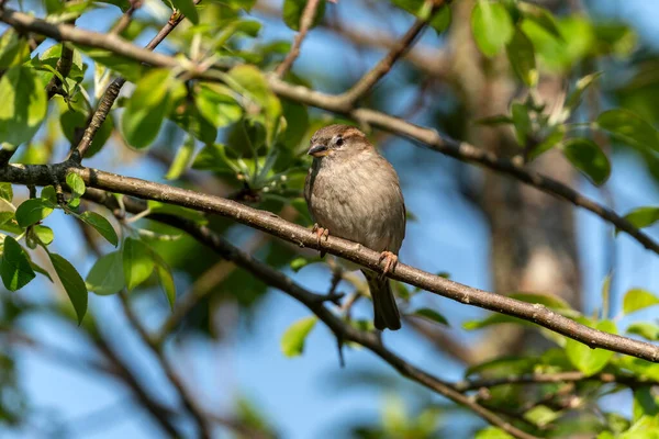 Hedge Sparrow Dunnock Prunella Modularis Bird Perched Tree Branch Which — Stock fotografie