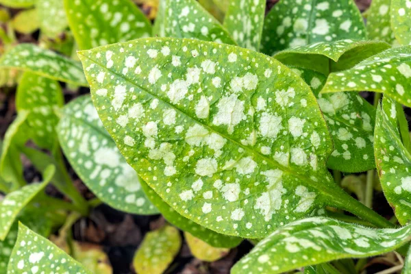 Pulmonaria 'Sissinghurst White' yaprağı yaprakları bahar çiçeği mevsiminde bulunan bir bitkidir ve yaygın olarak akciğer otu olarak bilinir.                               