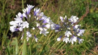 Agapanthus africanus 'Twister' a summer flowering plant with blue white springtime flower commonly known as African lily, stock video footage clip