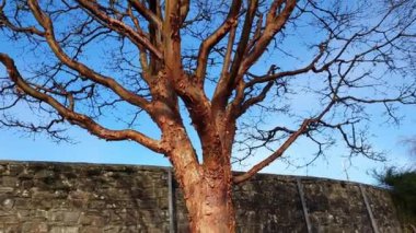 Acer griseum ağacı kabuğu, yaygın olarak Paperbark Maple olarak bilinir, stok video klibi
