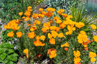 Kaliforniya gelinciği (eschscholzia calizina), yaz mevsiminde turuncu sarı bir yaz çiçeği olan çiçekli bir bitki türü.                               