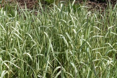 Phalaris arundinacea var picta 'Feesey' çok yıllık çizgili çim bitkisi yaygın olarak Ribbon Grass veya Gardener 's Jartiers olarak bilinir, stok fotoğrafı                               