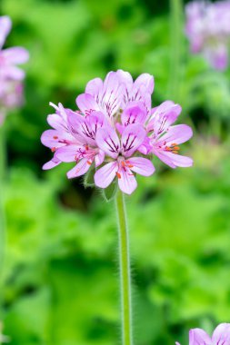 Pelargonium Capitatum, genellikle sardunya olarak bilinen pembe bir yaz çiçeği olan bir çiçek bitkisidir.                               