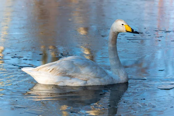 Whooper Swan Cygnus Cygnus Which Large White Common Waterfowl Bird — Stock Photo, Image