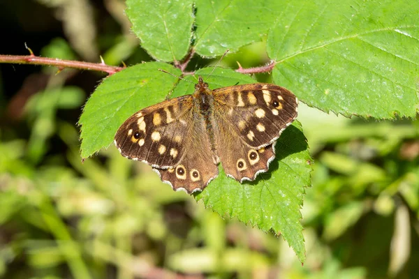 夏の葉の上に羽が広がり ストックフォトイメージがある木の蝶 Parge Aegeria — ストック写真