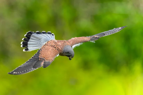 Kestrel Falco Tinnunculus Ptak Drapieżny Lecący Nisko Locie Zdjęcie Magazynu — Zdjęcie stockowe