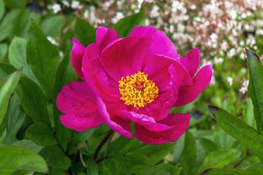 Peony 'Mistral' (paeonia) a spring summer flowering plant with a red pink springtime flower, stock photo image                                clipart