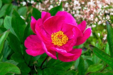 Peony 'Mistral' (paeonia) a spring summer flowering plant with a red pink springtime flower, stock photo image                                clipart