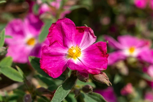 Cistus Blozende Peggy Sammons Een Zomer Bloeiende Struik Plant Met — Stockfoto