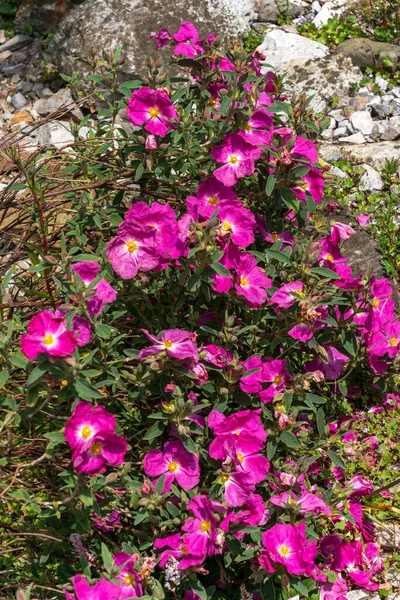 一般的に岩のバラとして知られているマゼンタピンクの夏の花を持つ夏の開花低木植物 ストックフォトイメージ — ストック写真