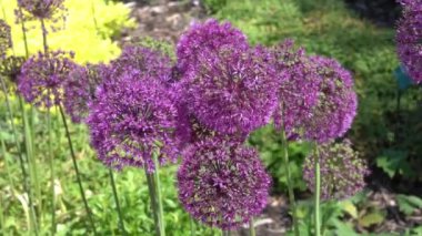 Allium hollandicum 'Purple Sensation', Hollanda sarımsağı olarak bilinen uzun bir yaz çiçeği olan soğanlı bir yaz çiçeği bitkisi.