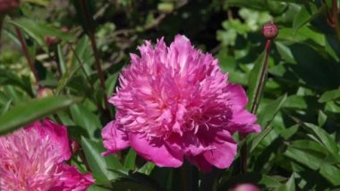 Peony 'Kelways Majestic' (peeonia), kırmızı bir bahar çiçeği olan bir bahar çiçeği, stok video klibi