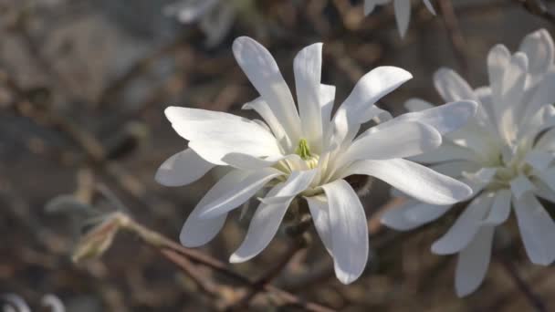 马格诺丽亚 斯泰拉塔一种冬季春白花灌木或小树 俗称星形木兰花 特级视频剪辑 — 图库视频影像