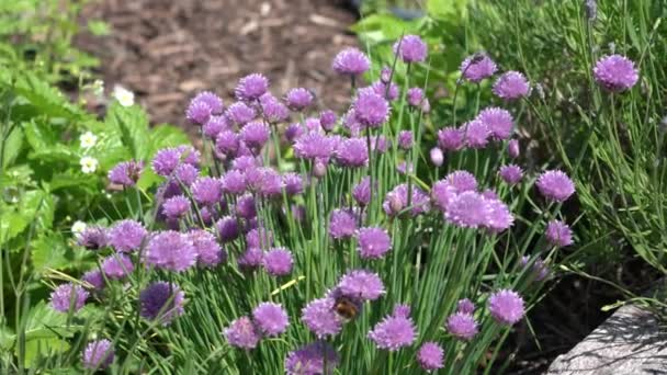 Chives Allium Schoenoprasum Spring Summer Flowering Plant Pink Purple Flower — Stock Video