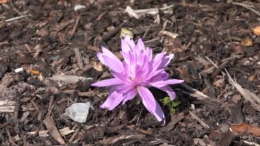 Colchicum Autumnale 'Waterlily' sonbahar sonbaharı çiçek soğanı, Crocus olarak da bilinir, stok video klibi