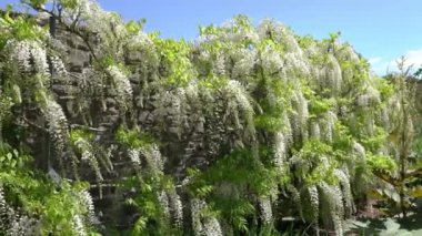 Wisteria Floribunda 'Alba' bir bahar mevsimi çiçekli çalılık ağacı, beyaz bir yaz çiçeği, stok video klibi
