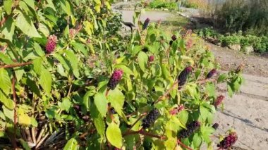 Phytolacca americana a summer autumn flowering plant with red black berries in the fall and white pink summertime flower commonly known as American pokeweed in the USA, stock video footage clip