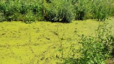 Durgun gölet yosunları nehri kirletmiş. Çevresel koruma endişesi ekosistemi tehdit ediyor. Stok video klibi.