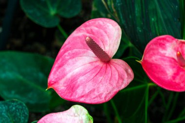 Anthurium x cultorum, genellikle flamingo zambağı olarak bilinen ve stok fotoğrafı olarak kullanılan pembe bir yaz çiçeği olan tropikal çalı bitkisi.                               