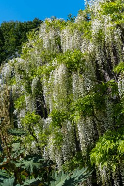 Wisteria floribunda 'Alba' bir bahar mevsimi çiçekli çalı ağacı, beyaz bir yaz çiçeği, stok fotoğrafı                               