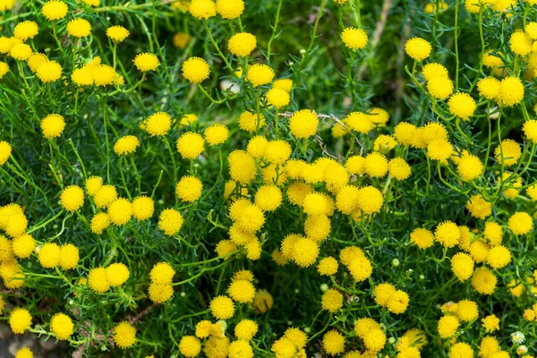 Chrysocoma Aurea Örökzöld Tavaszi Nyár Virágzó Cserje Növény Egy Sárga — Stock Fotó