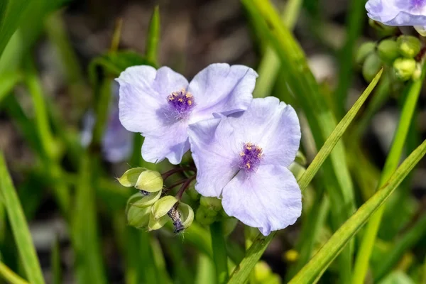 Tradescantia Andersoniana Group Little Doll Summer Flowering Plant Blue Purple — Stock Photo, Image