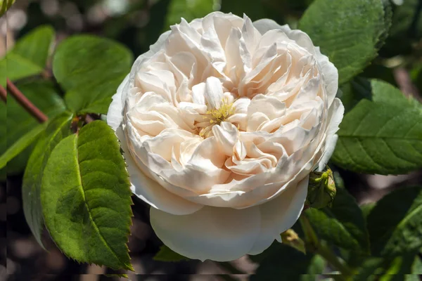 Róża Rosa Macmillan Nurse Latem Jesień Kwitnący Krzew Roślin Białym — Zdjęcie stockowe