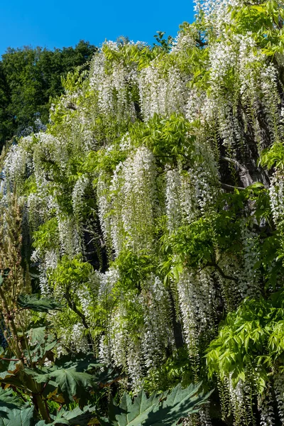 Wisteria floribunda 'Alba' bir bahar mevsimi çiçekli çalı ağacı, beyaz bir yaz çiçeği, stok fotoğrafı                               