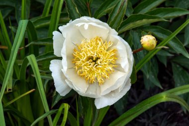 Peony 'Nilüfer Kraliçesi' (peeonia), bahar aylarında çiçek açan bir bitki.