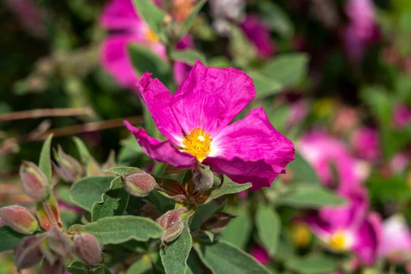 一般的に岩のバラとして知られているマゼンタピンクの夏の花を持つ夏の開花低木植物 ストックフォトイメージ — ストック写真