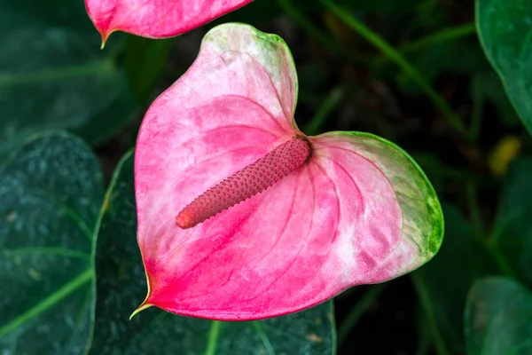 Anthurium Cultorum Весенний Летний Цветущий Тропический Кустарник Розовым Красным Цветком — стоковое фото
