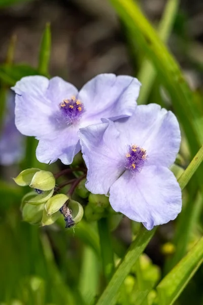 Tradescantia Andersoniana Grubu Küçük Bebek Mavi Mor Bir Yaz Çiçeği — Stok fotoğraf