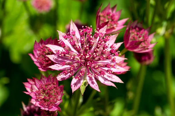 美国主要的 罗马人 一种夏季秋季开花植物 具有粉红色的夏季红花 通常被称为伟大的黑色母麦片 照片图片 — 图库照片