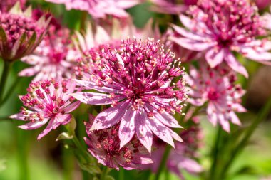 Astrantia major 'Roma'  a summer autumn fall flowering plant with a pink red summertime flower commonly known as great black masterwort, stock photo image                                clipart