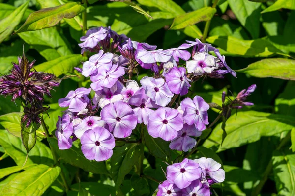 Phlox Paniculata Violet Zielna Jesienna Jesień Kwitnąca Roślina Purpurowym Latem — Zdjęcie stockowe