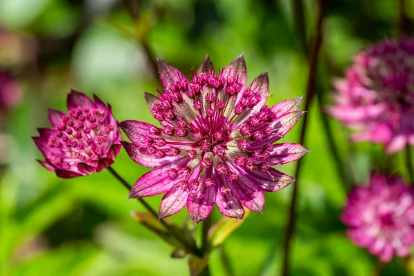 Astrantia Major Gill Richardson Group Een Zomer Herfst Bloeiende Plant — Stockfoto