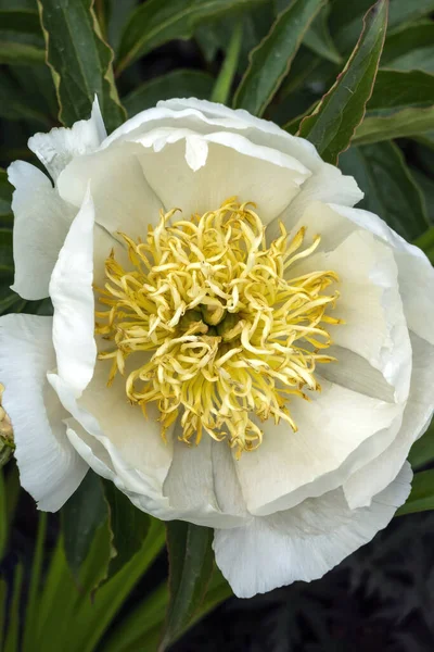 Peony 'Nilüfer Kraliçesi' (peeonia), bahar aylarında çiçek açan bir bitki.