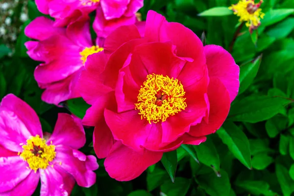 Peony Mistral Paeonia Wiosenna Latem Kwitnąca Roślina Czerwonym Różowym Wiosennym — Zdjęcie stockowe