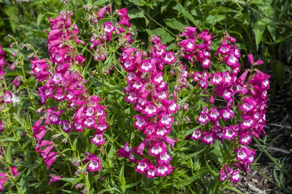 Penstemon Pensham Marilyn Summer Autumn Fall Flowering Plant Pink White —  Fotos de Stock