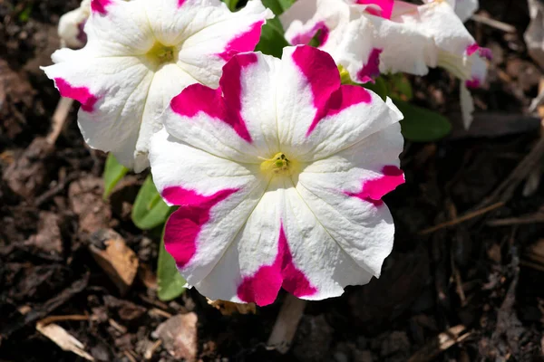 Petunia Hybrida Rose Star Summer Flowering Annual Plant Red White — ストック写真