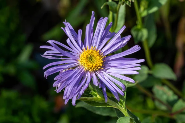 Aster Frikartii Wunder Von Stafa Lavender Blue Herbaceous Perennial Summer — 图库照片