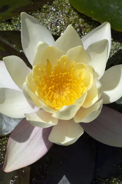 Nilüfer Çiçeği Haziran Dan Eylül Kadar Beyaz Yaz Çiçeği Olan — Stok fotoğraf