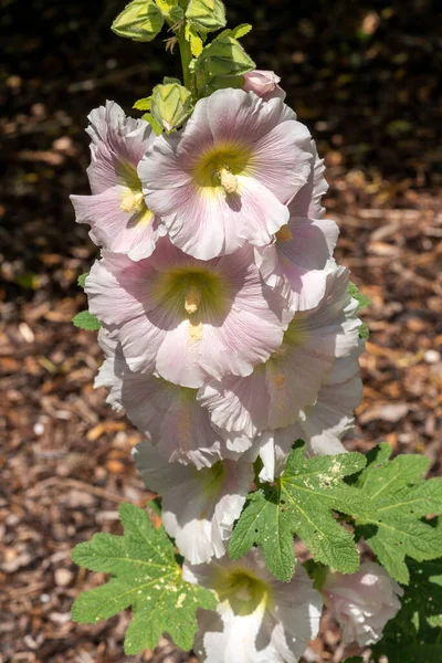 Alcea Nigra Althaea Rosea Tall Flowering Plant Commonly Known Hollyhock — Stock Photo, Image