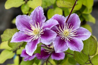 Clematis 'Piilu' spring summer flowering plant with a pink purple summertime flower, stock photo image                               